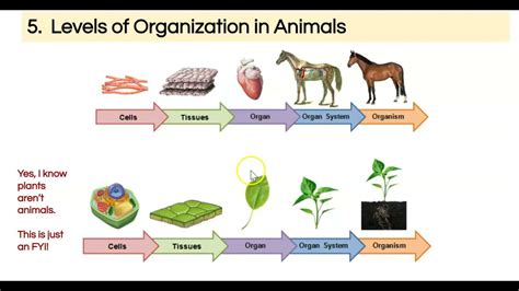Levels Of Organization In Animals Youtube
