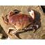 Image  Cancer Pagurus Edible Crab BioLibcz