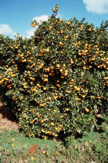 How To Fertilize Citrus Trees Hunker