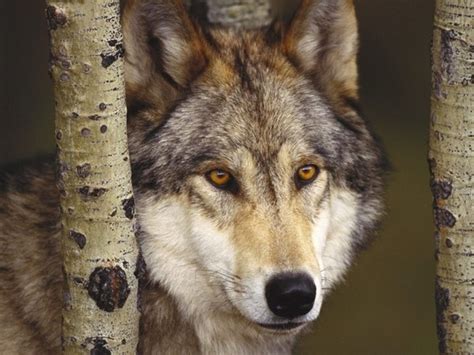 Animaux Wolf Hunde Verliebte Wölfe Wolfsaugen