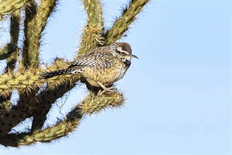 Cactus Wren Campylorhynchus Brunneicapillus David Tonnessen Flickr