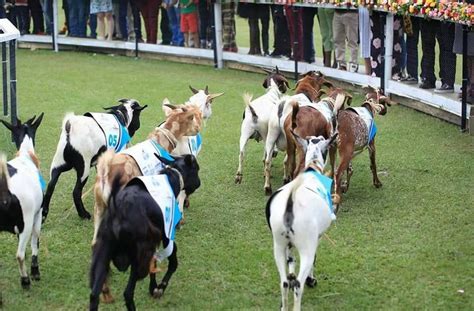 Sudhir Makes Kampala Top Goat Racing Capital Business Focus