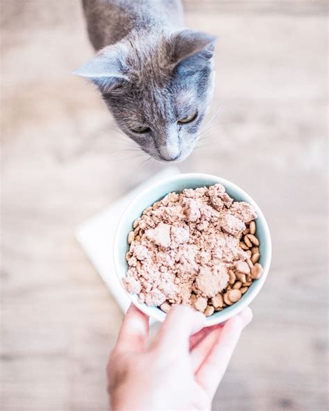 Cats diagnosed with certain medical conditions may also benefit from wet food. Wet or Dry Food for Cats - Which is Better? - Someday I'll ...