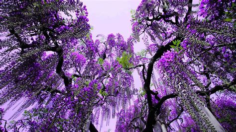 The fragrant flowers grow up to 5 inches wide, and. purple flowering tree | flowers | Pinterest