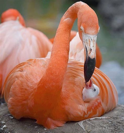 Flamingo Photo By Ajoebowan Naturegeography Bird Pictures Animal