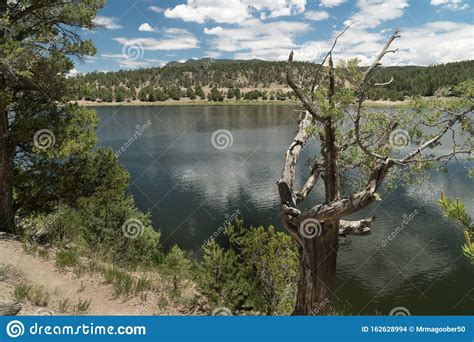 Old And New Trees Along Quemado Lake New Mexico Stock Photo Image