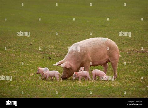 Piglets In Grass Hi Res Stock Photography And Images Alamy