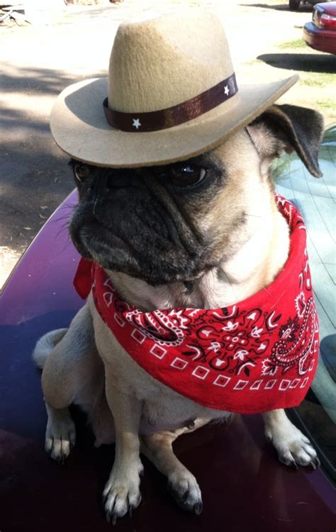 Cutest Pug Evar Cute Pugs Cowboy Hats Pugs