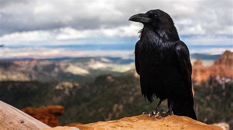 Crows And Ravens Are The Worlds Smartest Birds — Find Out Why Coohl Medium