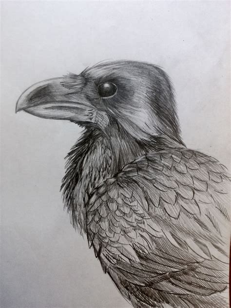 Raven Pencil Drawing At Getdrawings Free Download