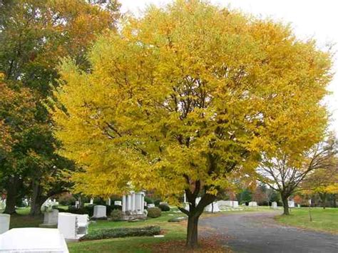 Carpinus betulus and over 1000 other quality seeds for sale. Trees Planet: Carpinus betulus - European Hornbeam
