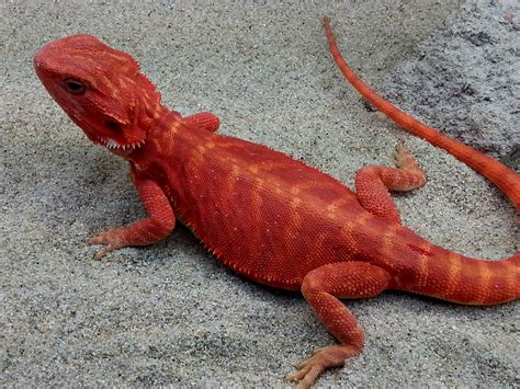 Red Leatherback Hypo Translucent Central Bearded Dragon By Dragons Den