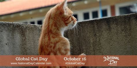 Global Cat Day October 16 Foster Cat Dog Clothes Patterns Feral