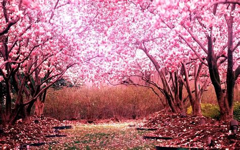 Alberi alto fusto una panoramica dettagliata su tutti i migliori alberi da alto fusto sia autoctoni che d'importazione Pin von Stefania auf Earth sky sea images | Kirschblüte ...
