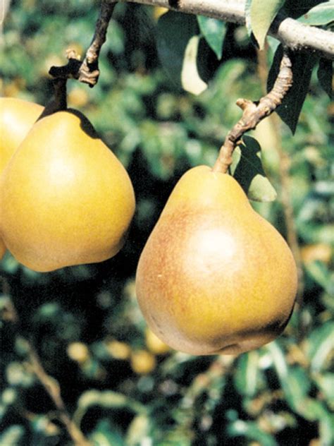 Oderings Garden Centre Fruit Tree Pear Taylors Goldwinter Nelis