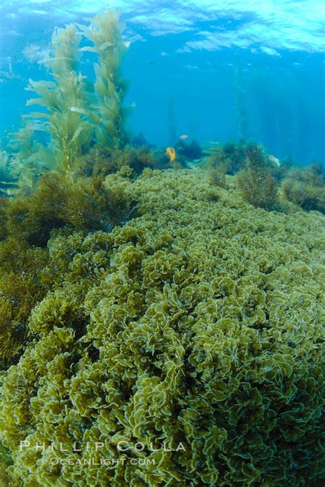 Marine Algae Catalina Island California 23497