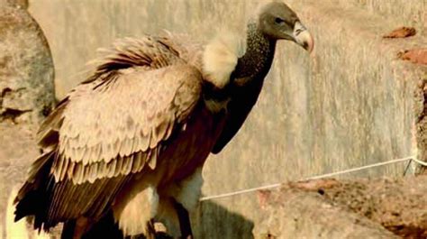 Population Of Long Billed Vultures Declining In Country