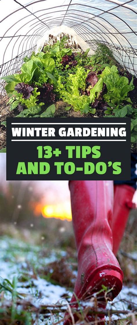 Winter Gardening 13 Tips And To Dos Winter Vegetables Gardening
