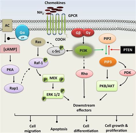 Molecular Insights Into Kinase Mediated Signaling Pathways Of Chemokines And Their Cognate G