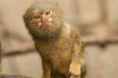 Así Es El Mono Más Pequeño Del Mundo Menos De 18 Centímetros