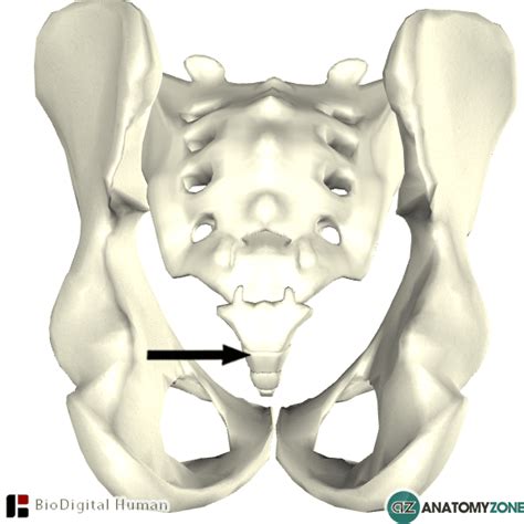 Coccyx • Musculoskeletal Skeletal • Anatomyzone