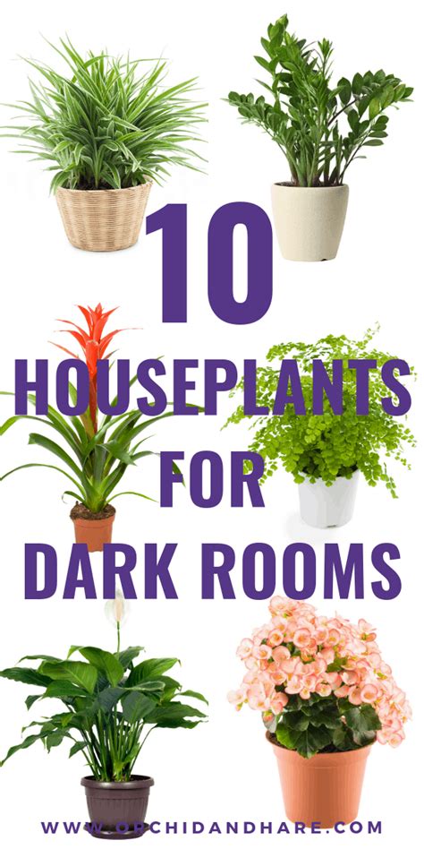 10 Low Light House Plants Indoor Plants That Grow