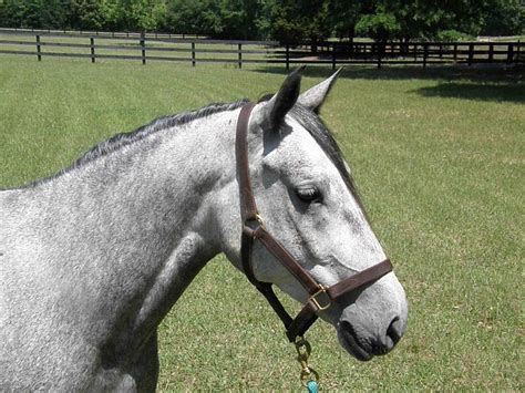 The Lovely Lipizzan Mare Flow On A Fabulous South Carolina Day Cute