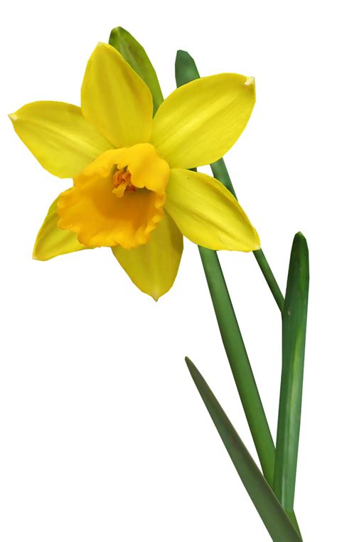 Daffodil Flower Stem Free Photo On Pixabay Pixabay