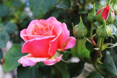 Zum austrieb im frühling und im juni zur hauptblüte, alternativ kann man speziellen langzeitdünger verwenden. Wie schneidet man Rosen richtig? Wann ist der richtige ...