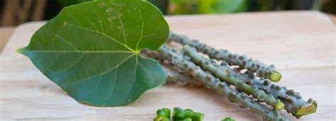 Guduchi Amrita Tinospora Cordifolia Uses Benefits Properties