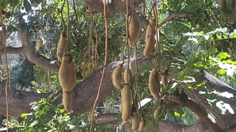 Los Angeles This Fruit Tree Is Seen On Multiple Places On My
