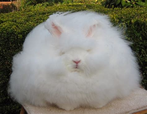 Angora Rabbit The Worlds Fluffiest Bunny Amusing Planet