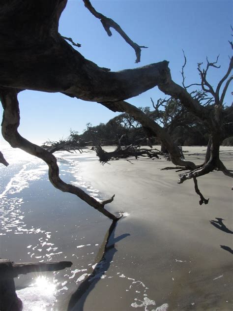 Driftwood Beach Jekyll Island Jekyll Island Georgia Jekyll Island