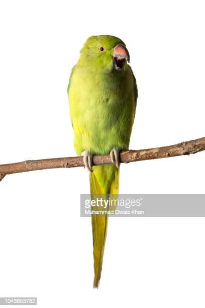Angry Parrot Photos And Premium High Res Pictures Getty Images