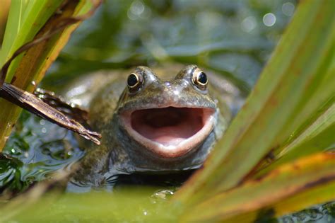 Wallpaper Wild Nature Animal Mouth Pond Eyes Nikon Open