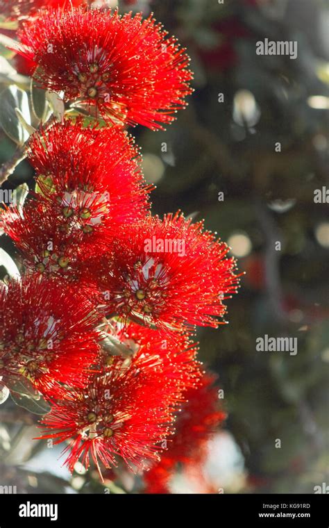 Close Up Image Of Red Pohutukawa Flowers Metrosideros Excelsa The New