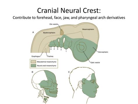 Ppt Development Of The Nervous System Powerpoint Presentation Free