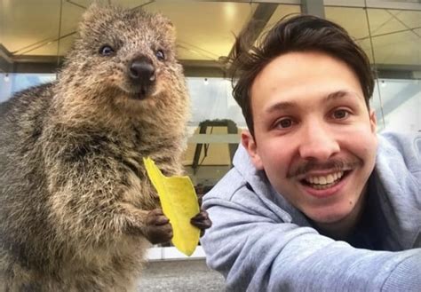 Quokka Selfie Rules That Help Keep Quokkas Safe And Healthy The Kid