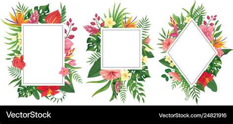tropical flower frames botanical tropics borders vector image