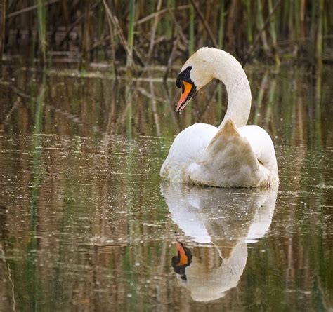 Mute Swan Mute Swan Cygnus Olor Swimming And Reflecting Flickr
