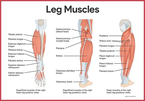 Leg Muscle Diagram Inner Body Archives Human Anatomy Body