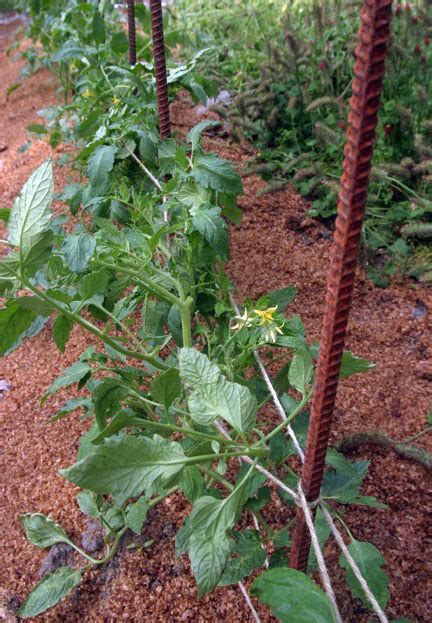 How To Trellis Tomatoes Fast With A Florida Weave Modern Farmer