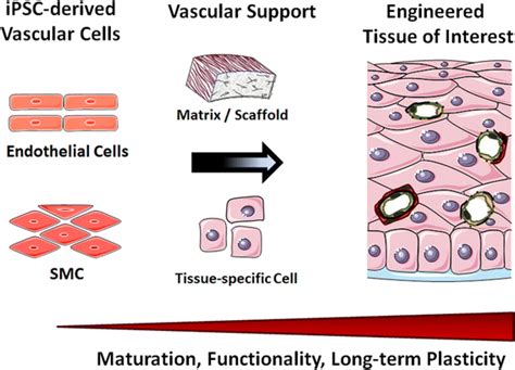 Producing Tissue Constructs With Incorporated Supportive Vascular