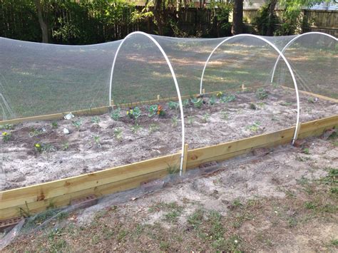My raised bed garden complete with PVC pipes and bird ...