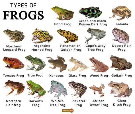 Frogs Facts Types Lifespan Classification Habitat Pictures Tree