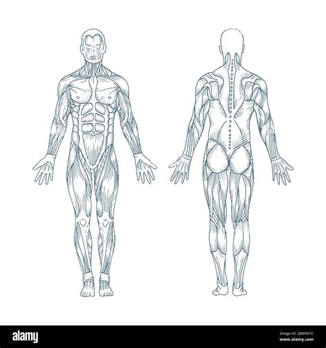 human anatomy hand drawn vector illustrations set male body front and back sides vintage