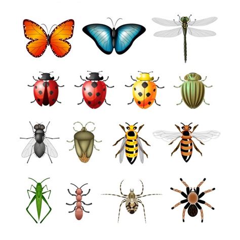 Colección De Insectos A Color Descargar Vectores Gratis