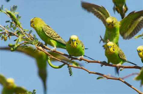 8 Tips On Taming Wild Budgies And What You Need To Know