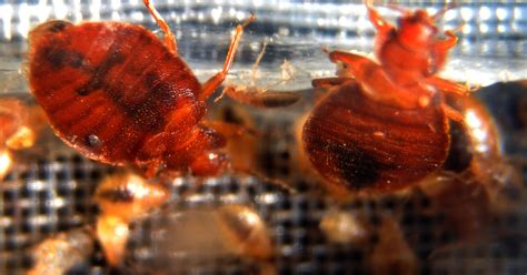 Report Number Of Bed Bugs At Nyc Hotels Skyrocketing Cbs New York