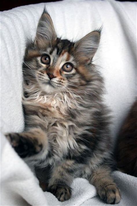 709 Best Images About Sweet Kitties On Pinterest Orange